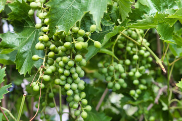 green unripe grapes hanging in the bush