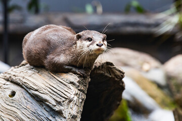 Otter laying on textured log with alert eyes, posing calmly inside zoo enclosure, captured in a naturalistic setting with shallow depth of field