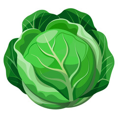 Simple color vector illustration of a cabbage