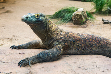 Komodo dragon resting on flat stone surface inside desert-like enclosure, scaly skin pattern and sharp claws clearly visible in foreground