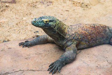 Komodo dragon resting on flat rock in sandy enclosure, focused gaze with detailed scaly skin and robust limbs extended across the ground