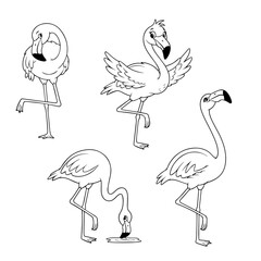 set of Flamingo