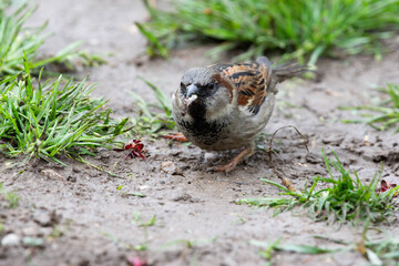 House sparrow, male close-up, Passer domesticus, searching and eating insects on garden ground. Wild Bird Natural Feeding.Romania Wildlife in Natural Habitat.