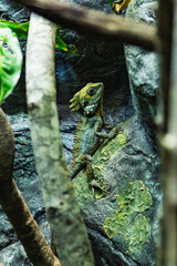 Mountain horned dragon lizard perched on rocky surface in terrarium, distinct head crest and scale patterns visible in dim naturalistic enclosure