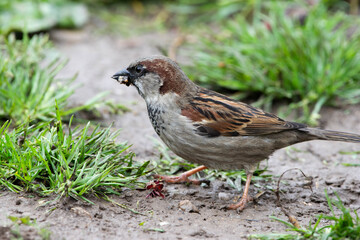 House sparrow, male close-up, Passer domesticus, searching and eating insects on garden ground. Side View. Wild Bird Natural Feeding. Romania Wildlife in Natural Habitat.
