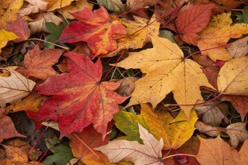 Vibrant overhead view of a pile of colorful autumn maple leaves fallen on the ground