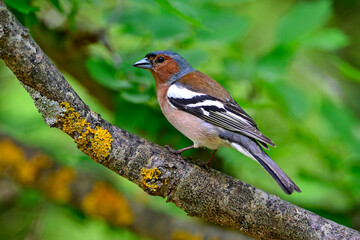 Buchfink // Common Chaffinch (Fringilla coelebs)