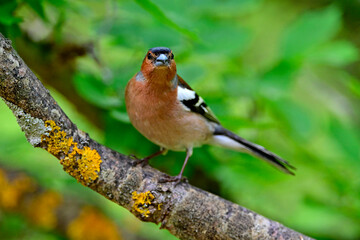 Buchfink // Common Chaffinch (Fringilla coelebs)