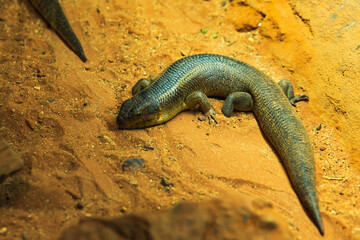 Western blue-tongue skink resting on red desert sand, full body visible with glossy scales and short limbs, calm posture in dry enclosure