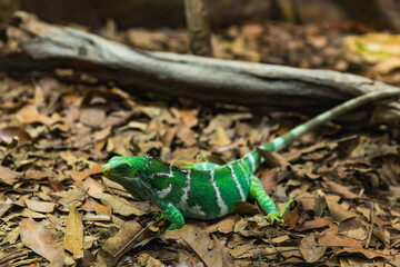 Fiji banded iguana resting on leaf-covered forest floor, bright green body with white bands, native to tropical island forest habitat