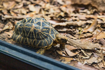 Eastern water dragon lizard basking on red stone edging in garden environment, mouth slightly open, textured body and long tail extended
