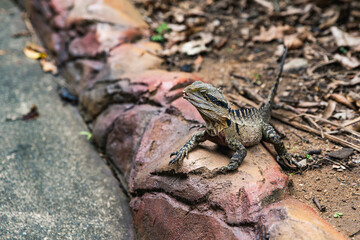 Eastern water dragon lizard in same garden scene, climbing from red brick onto dry soil, visible textured scales and upright posture facing camera