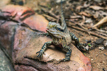 Eastern water dragon captured in vertical portrait from above, facing camera directly with full body and tail extended across natural earthy background