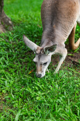 Young kangaroo grazing in a grassy area with head down, focused on feeding, lush green surroundings in an outdoor park setting