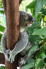 Close-up of koala resting in eucalyptus tree, arms tightly hugging trunk, relaxed expression with dense foliage surrounding its furry body
