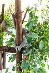 Koala resting in eucalyptus tree among dense green leaves, hugging tree trunk with relaxed posture, natural light illuminating native habitat