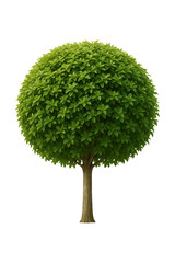 Spherical Green Tree high quality realistic image.