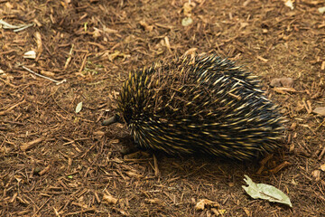 Echidna walking across forest mulch, spiky quills and distinctive snout visible, natural woodland floor and scattered leaves surround it