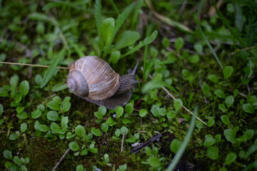 A snail crawls through the green grass. A snail on the moss. A wild snail in nature.