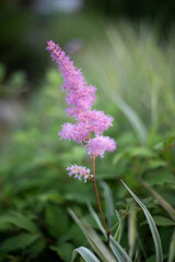 Purple flower on a green background. A plant in the garden. Blooming in summer.