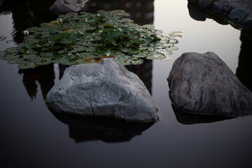 Rocks in the water. Landscape design in the park. Garden decoration.