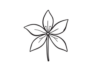 Spider Lily Botanical Line Illustration