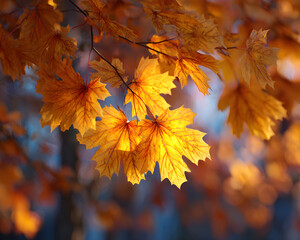 Autumn forest canopy &mdash; sunlit yellow maple leaves ovrhead