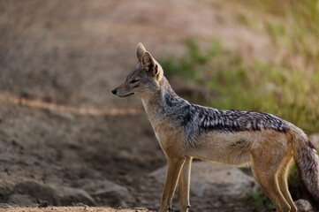 Black-backed jackal on a dirt path in the wild.