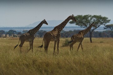 Giraffes in the African Savannah