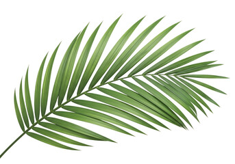 Obraz premium Green palm leaf isolated on transparent background