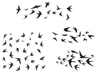Naklejka premium FLOCK OF SWALLOW BIRD SILHOUETTE