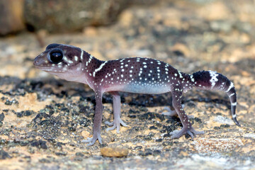 Thick-tailed Barking Gecko on Rocky Ground