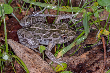 Spotted marsh frog on wet ground at night