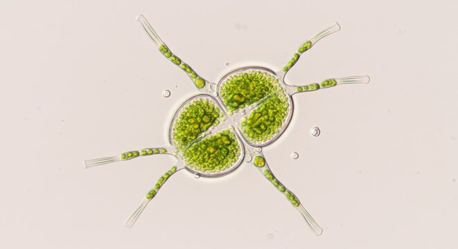 Microscopic View of a Green Algae Cell with Four Distinct Lobes and Spiny Projections

