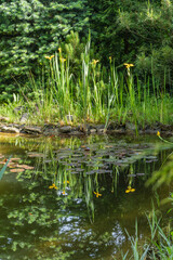 Serene pond scene with tall green reeds and iris pseudacorus (yellow flag, yellow iris) vibrant yellow flowers, reflecting beautifully on calm water surface, surrounded by lush greenery.