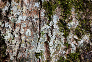 natural background of tree bark texture