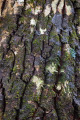 natural background of tree bark texture