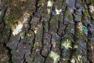 natural background of tree bark texture