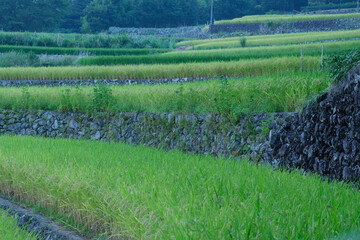 棚田
