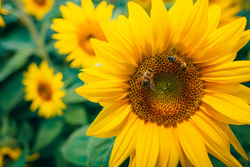 Fototapeta premium Sonnenblumen mit Bienen im Sonnenblumenfeld im Sommer