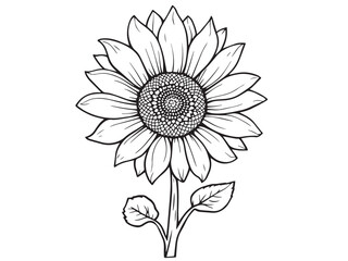 Sunflower Botanical Line Drawing