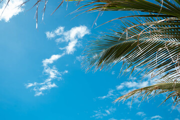 View of vibrant blue skies dotted with fluffy white clouds, framed by the swaying green fronds of a lush palm tree, Guimaras, Western Visayas, Philippines.