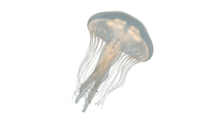 Isolated jellyfish