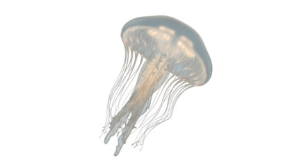 Isolated jellyfish
