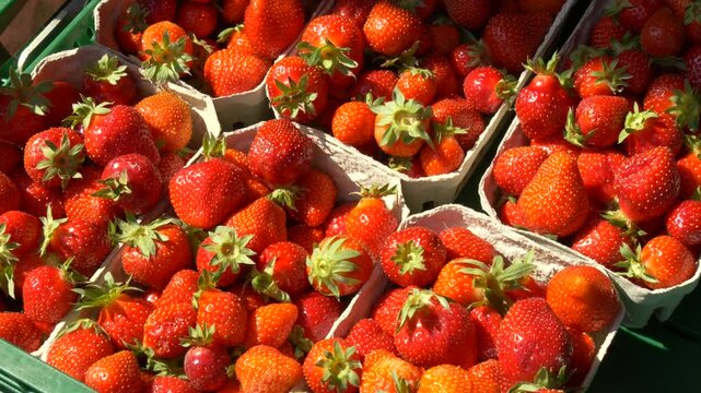Fresh Strawberries in Cardboard Trays at German Market