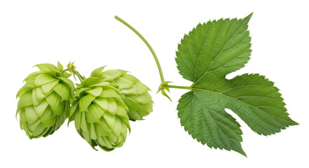Isolated Fresh Hop Cones and Leaf