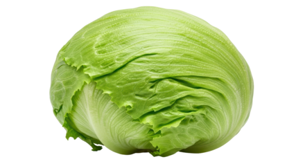 Isolated Iceberg Lettuce on White Background