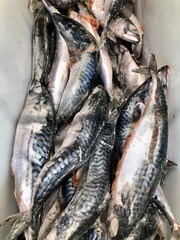 Fresh frozen mackerel in a supermarket freezer