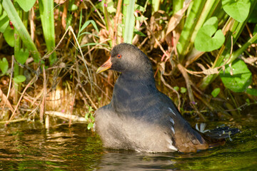 Close-up of a common moorhen (Gallinula chloropus) cleaning its plumage while standing in water