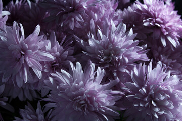 Close-up of blooming lilac chrysanthemums, soft lighting, rich texture, floral backgrounds or seasonal designs. Composition in flower shop, Mother's Day gift. Macro. Abstraction Wallpaper. Gardening